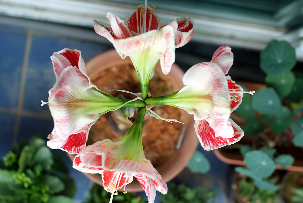 아마릴리스 - amaryllis, Hippeastrum puniceum (Lam.) Voss