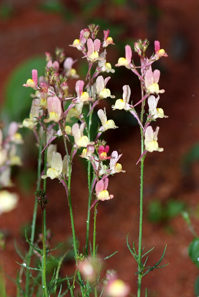 리나리아 - Clovenlip Toadflax, Linaria bipartita