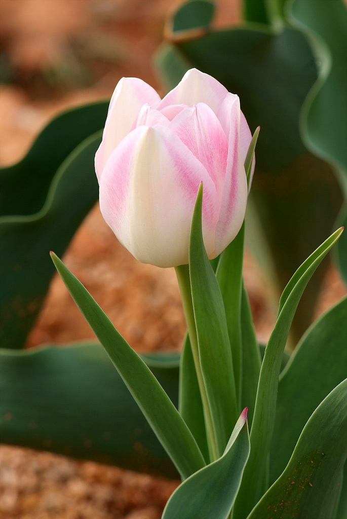 튤립 - Tulip, Tulipa gesneriana