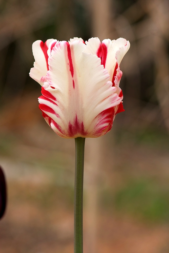 튤립 - Tulip, Tulipa gesneriana