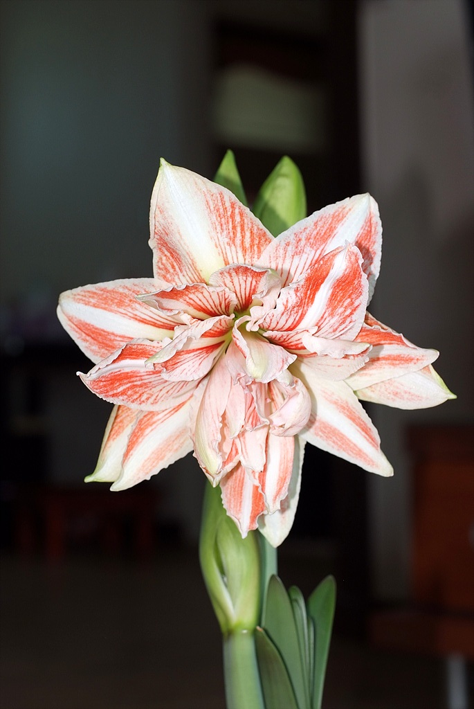아마릴리스 - amaryllis, Hippeastrum puniceum (Lam.) Voss