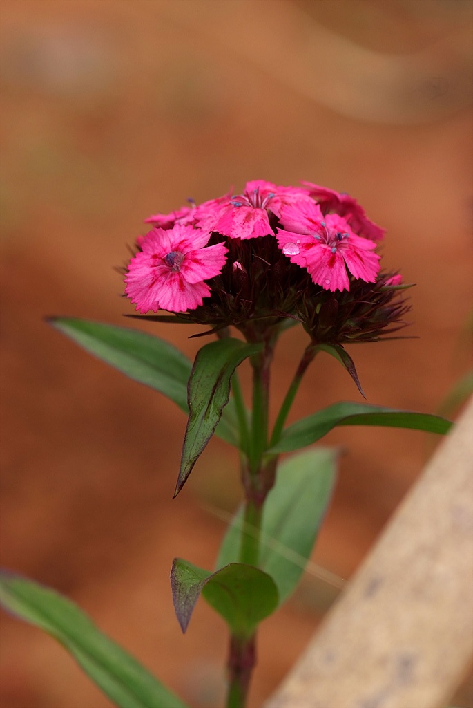 패랭이꽃 - Dianthus chinensis L. var. chinensis, Dianthus chinensis L. var. chinensis