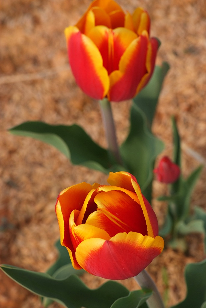 튤립 - Tulip, Tulipa gesneriana