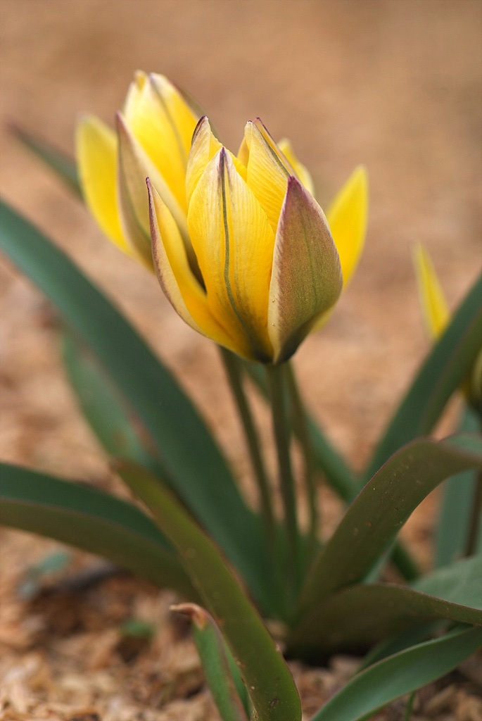 튤립 - Tulip, Tulipa gesneriana