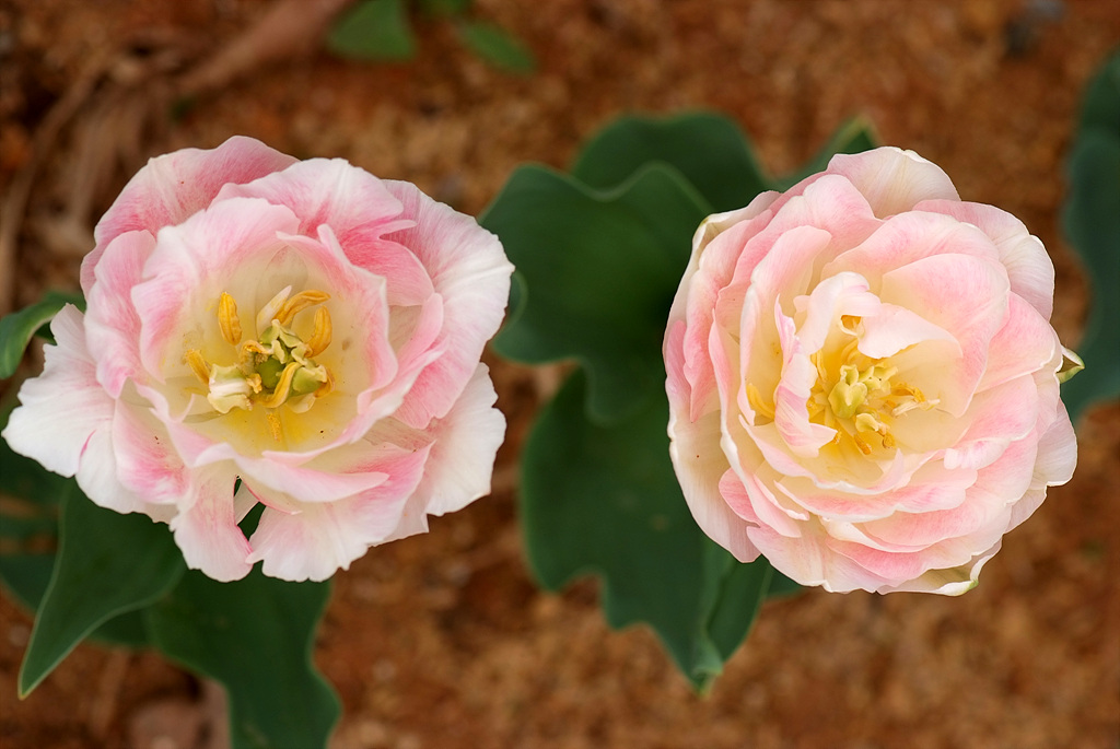 튤립 - Tulip, Tulipa gesneriana