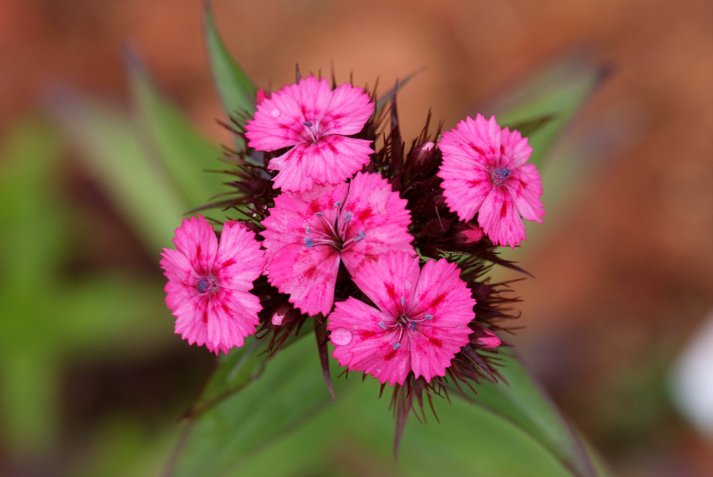 패랭이꽃 - Dianthus chinensis L. var. chinensis, Dianthus chinensis L. var. chinensis