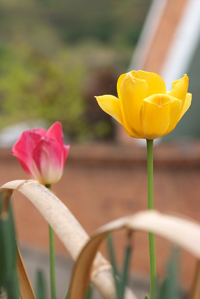 튤립 - Tulip, Tulipa gesneriana