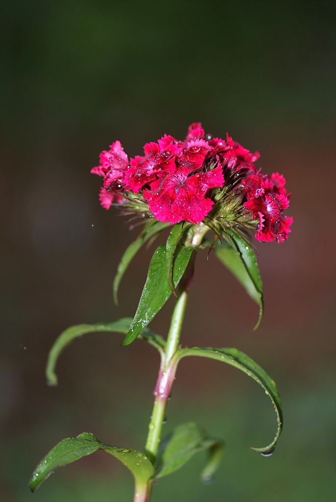 패랭이꽃 - Dianthus chinensis L. var. chinensis, Dianthus chinensis L. var. chinensis