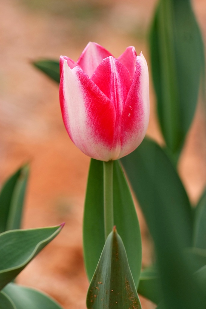 튤립 - Tulip, Tulipa gesneriana