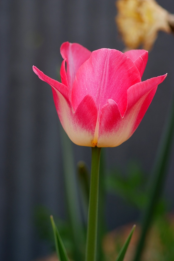튤립 - Tulip, Tulipa gesneriana