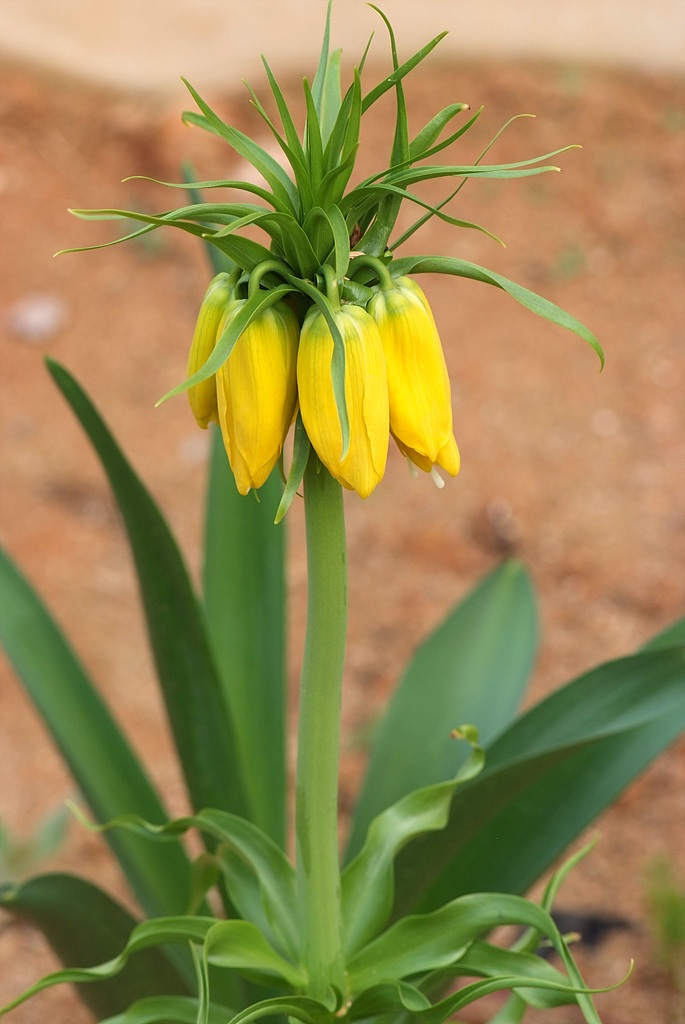 프리틸라리아 - Crown Imperial, Fritillaria imperialis