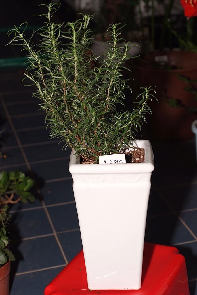 로즈마리 - Ros Marinus, Rosmarinus offcinalis