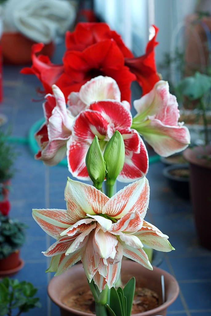아마릴리스 - amaryllis, Hippeastrum puniceum (Lam.) Voss