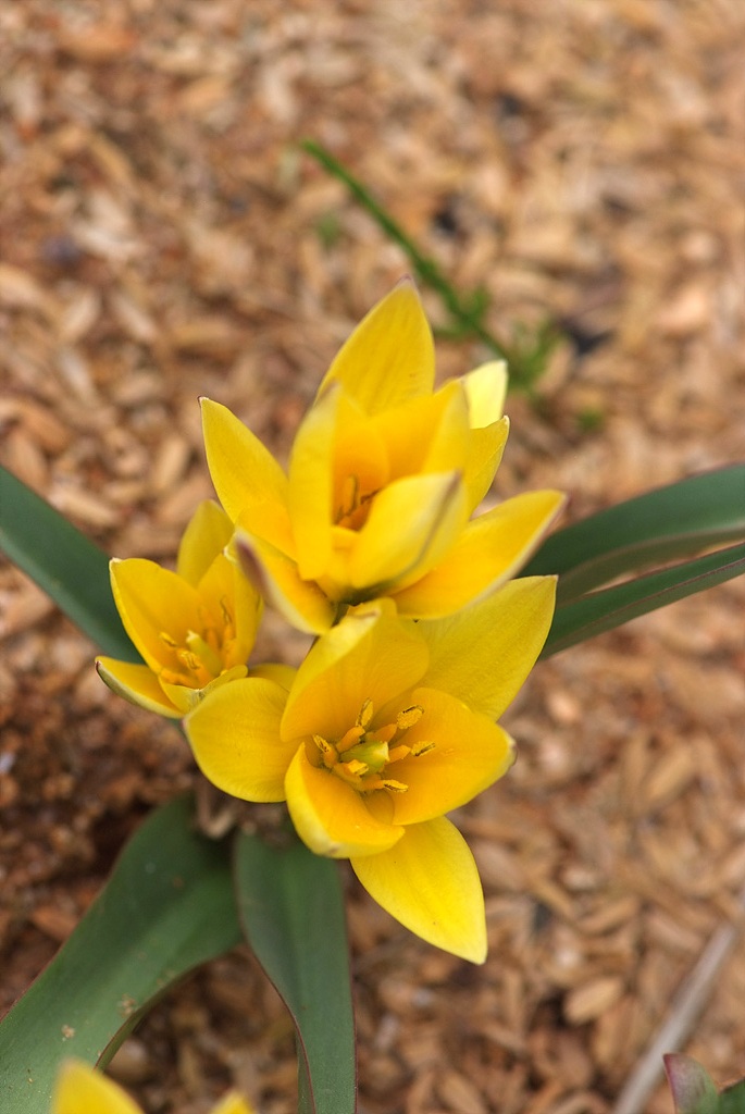튤립 - Tulip, Tulipa gesneriana