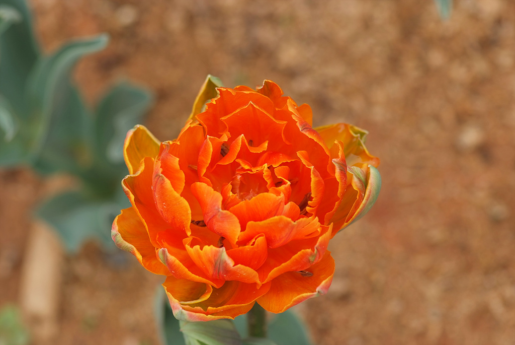 튤립 - Tulip, Tulipa gesneriana