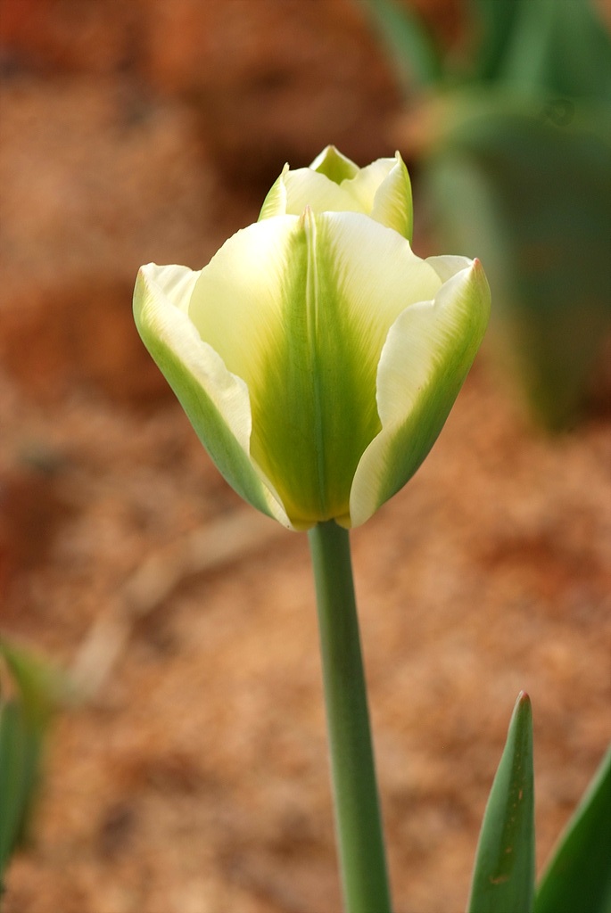 튤립 - Tulip, Tulipa gesneriana