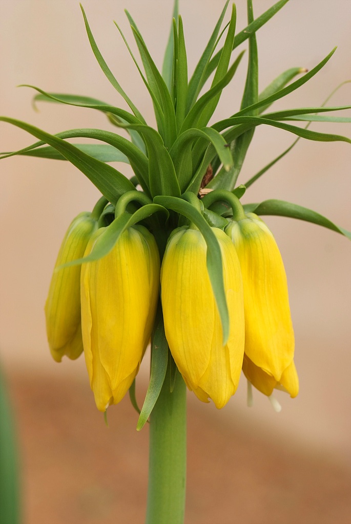 프리틸라리아 - Crown Imperial, Fritillaria imperialis