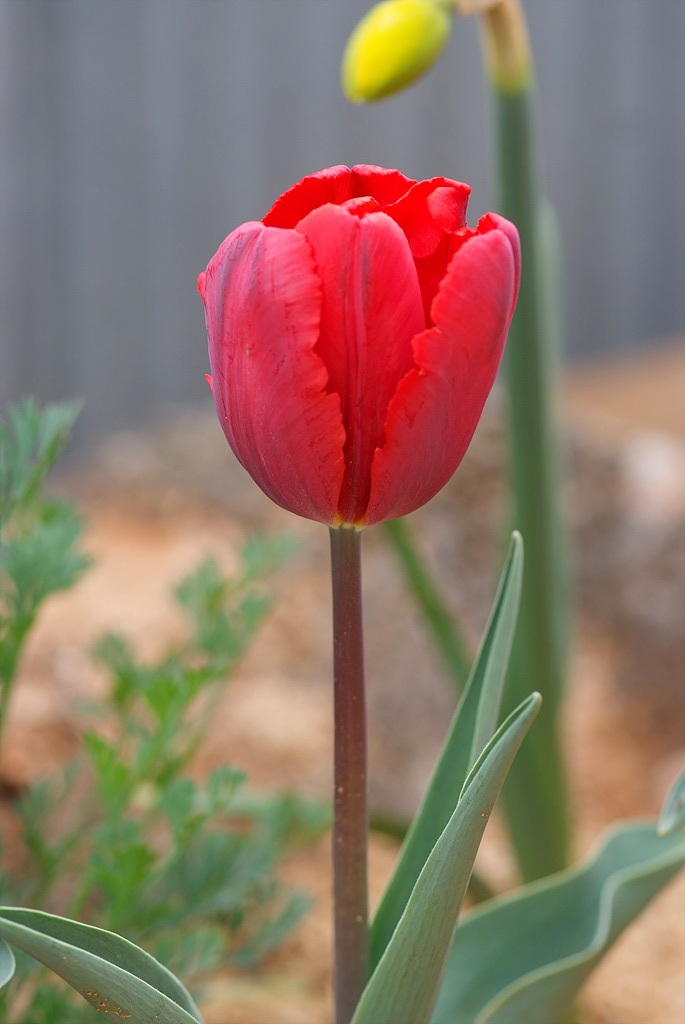 튤립 - Tulip, Tulipa gesneriana