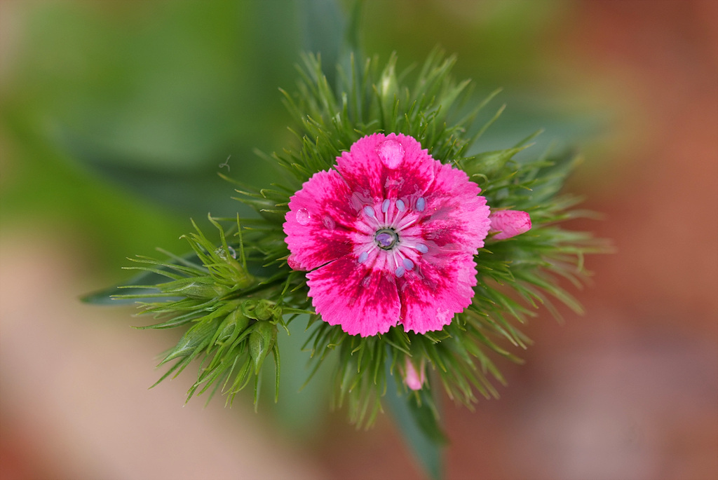 패랭이꽃 - Dianthus chinensis L. var. chinensis, Dianthus chinensis L. var. chinensis