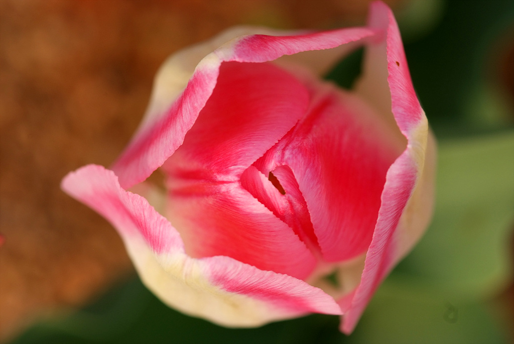 튤립 - Tulip, Tulipa gesneriana