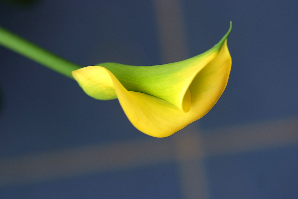 칼라 - calla, Zantedeschia aethiopica