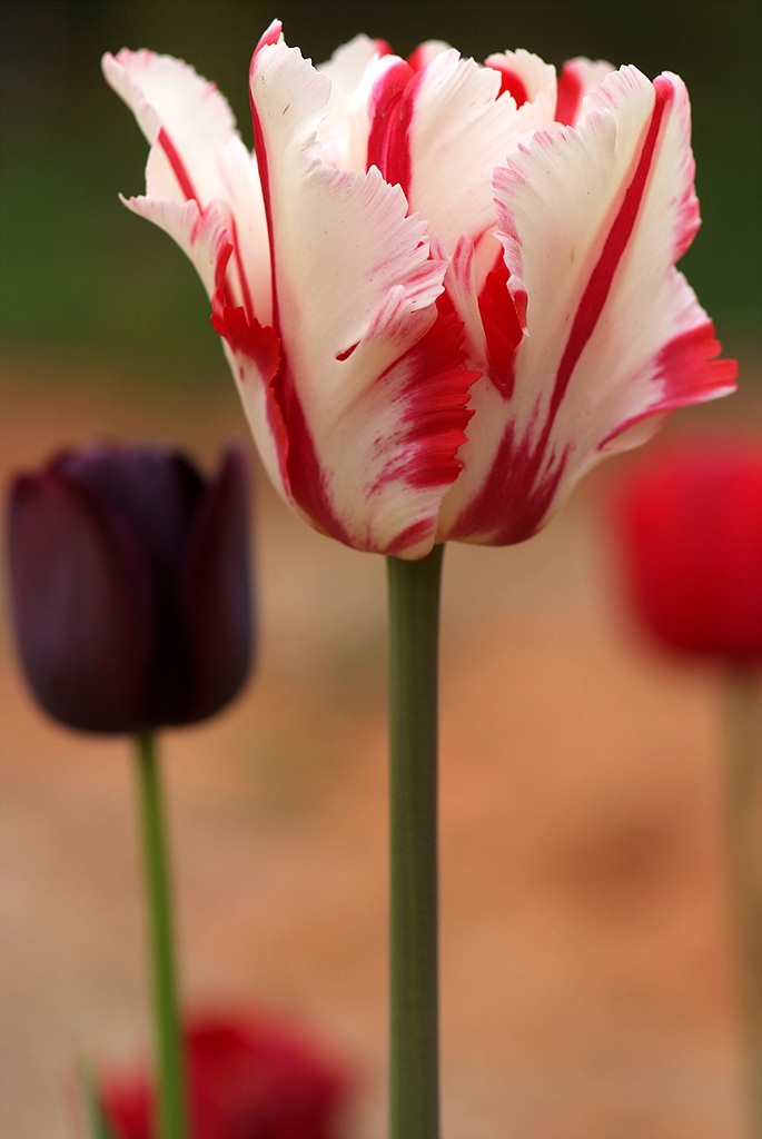 튤립 - Tulip, Tulipa gesneriana