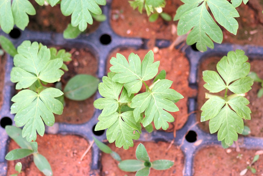 금낭화 - Dicentra spectabilis