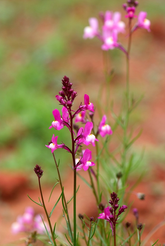 리나리아 - Clovenlip Toadflax, Linaria bipartita