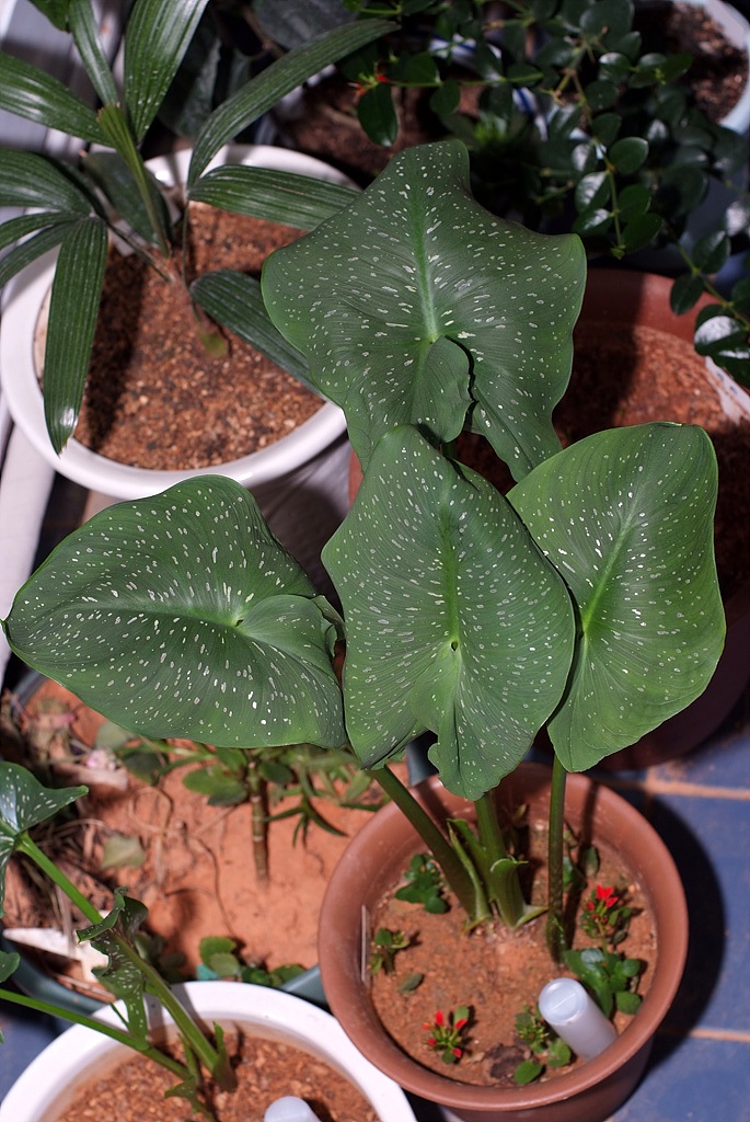칼라 - calla, Zantedeschia aethiopica