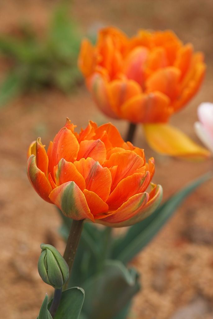 튤립 - Tulip, Tulipa gesneriana