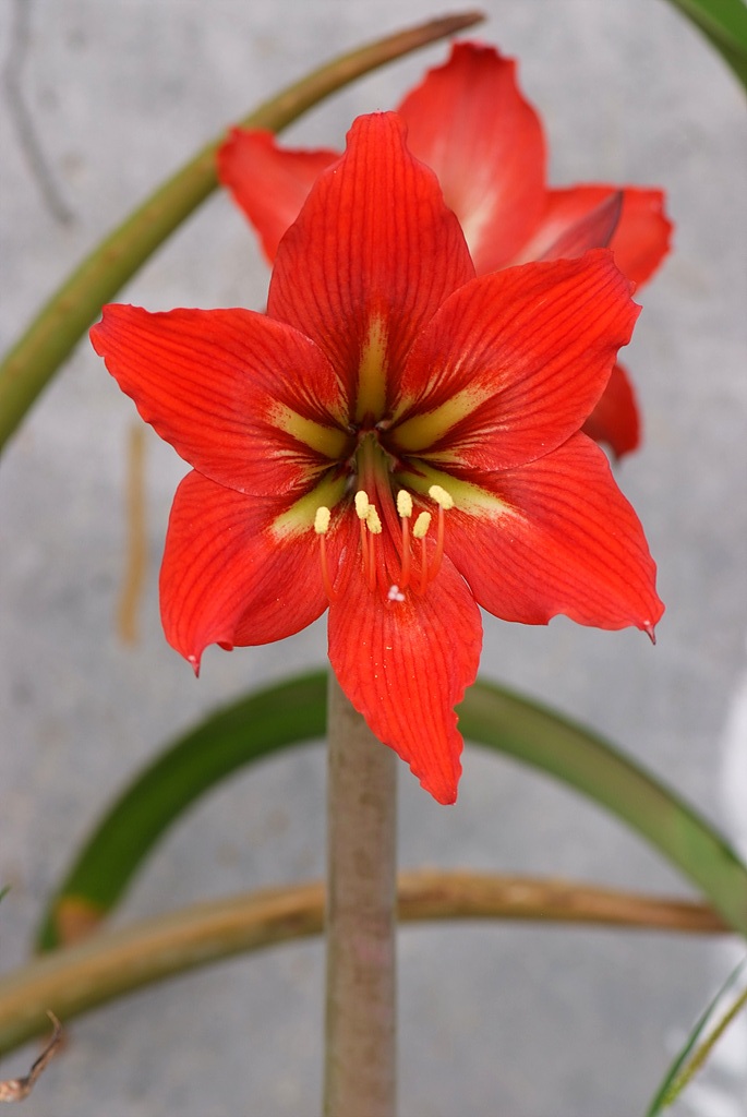 아마릴리스 - amaryllis, Hippeastrum puniceum (Lam.) Voss