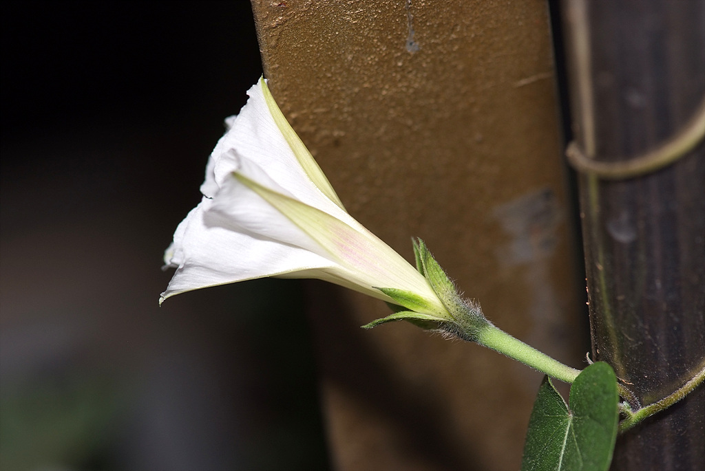 나팔꽃 - morning glory, Pharbitis nil (L.) Choisy