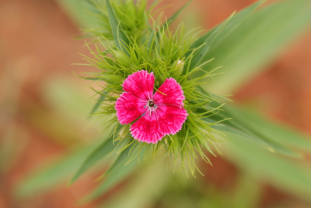 패랭이꽃 - Dianthus chinensis L. var. chinensis, Dianthus chinensis L. var. chinensis