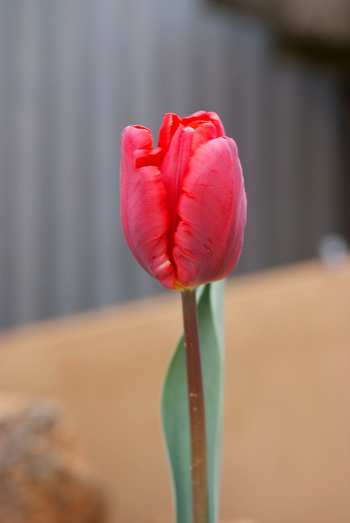 튤립 - Tulip, Tulipa gesneriana