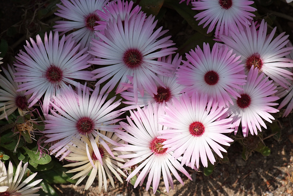 리빙스턴데이지 - Livingstone daisy