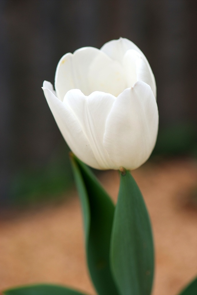 튤립 - Tulip, Tulipa gesneriana