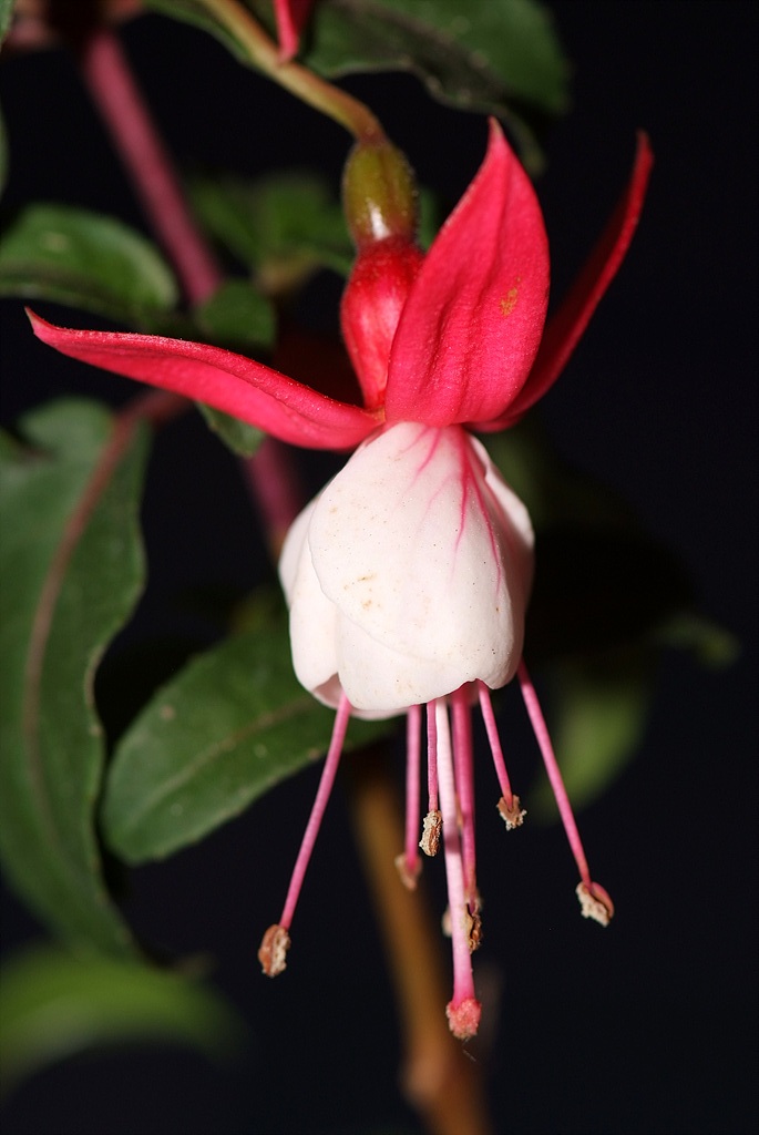 후쿠시아 - Common garden fuchsia, Fuchsia spp.