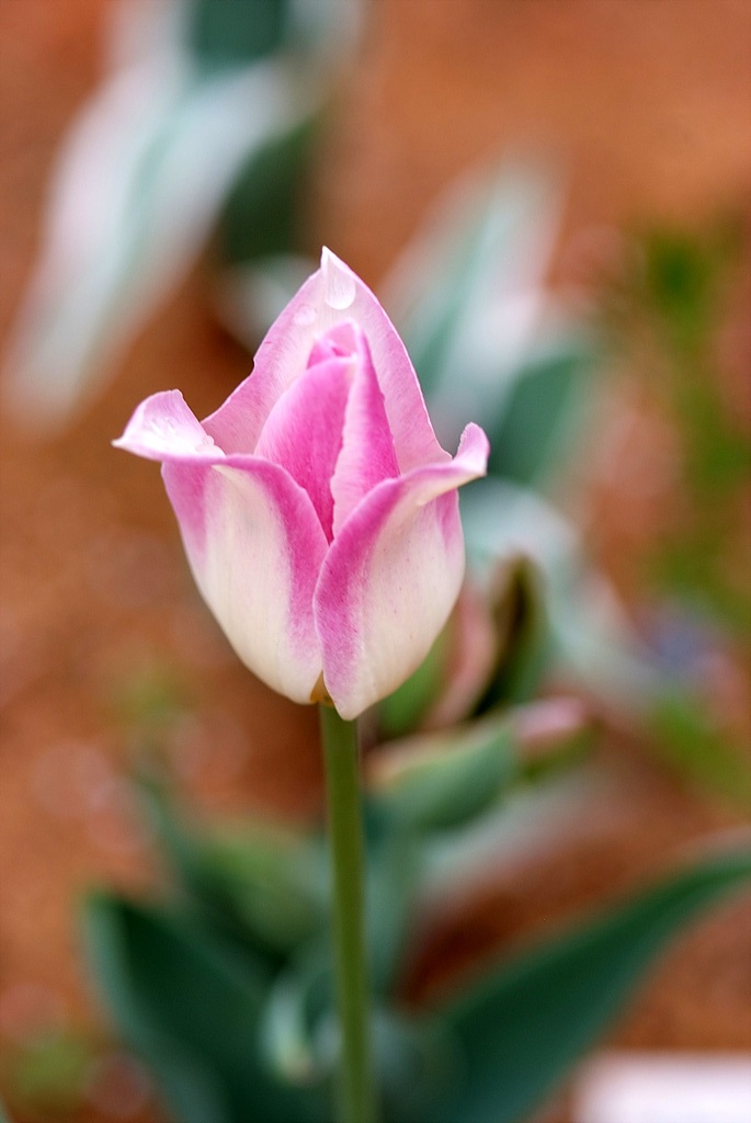 튤립 - Tulip, Tulipa gesneriana
