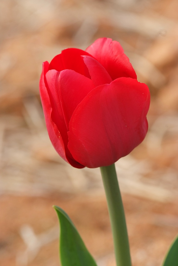 튤립 - Tulip, Tulipa gesneriana