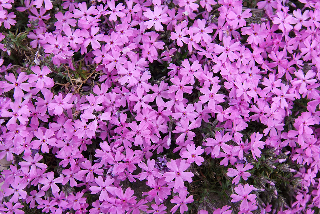 지면패랭이꽃 - Phlox subulata L.