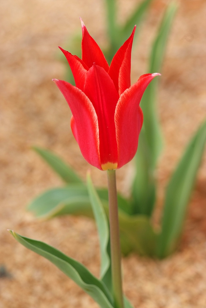 튤립 - Tulip, Tulipa gesneriana