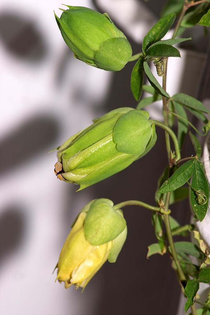 시계초 - passion flower, Passiflora caerulea