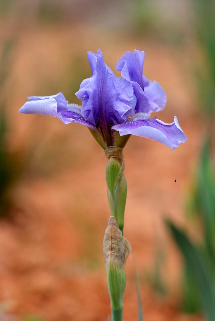 독일붓꽃 - German iris, Iris germanica L.