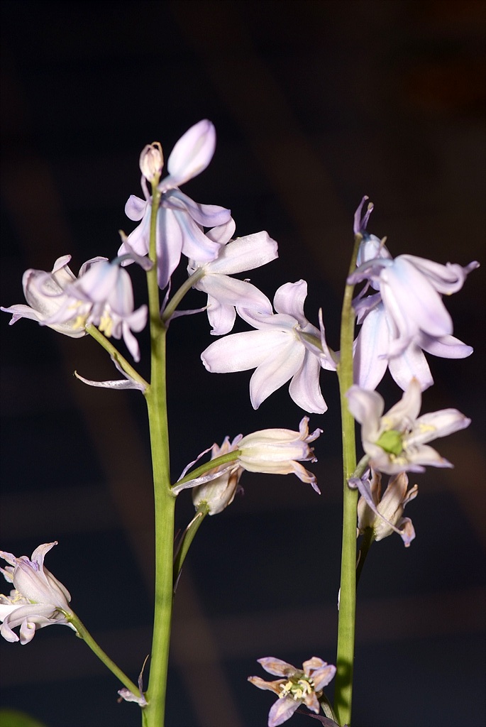 쉴라 - Scilla, Scilla spp.