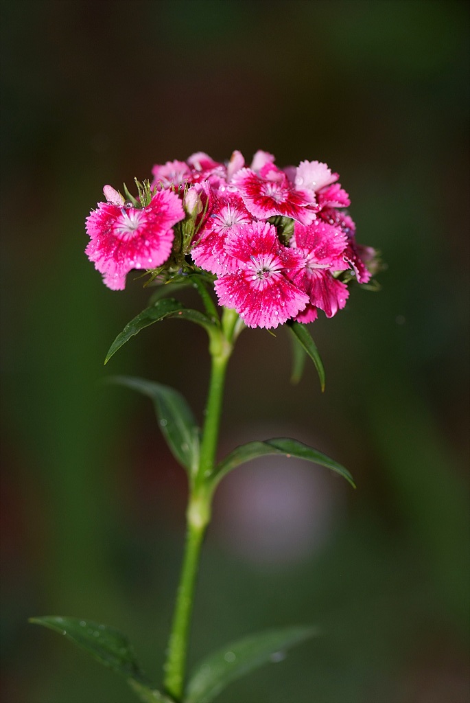 패랭이꽃 - Dianthus chinensis L. var. chinensis, Dianthus chinensis L. var. chinensis