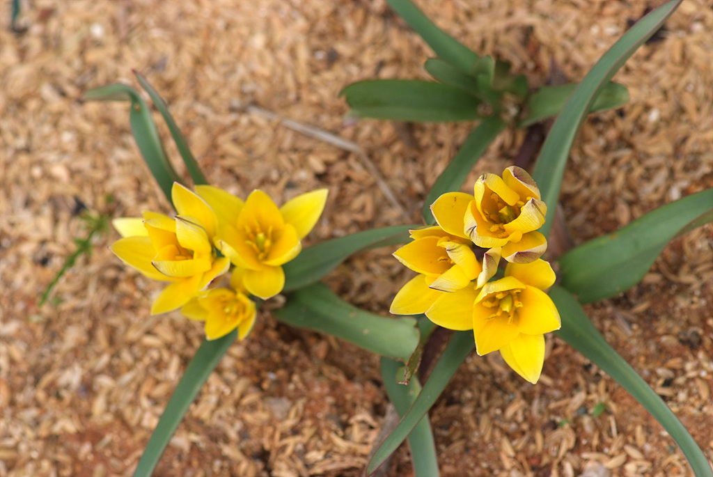 튤립 - Tulip, Tulipa gesneriana