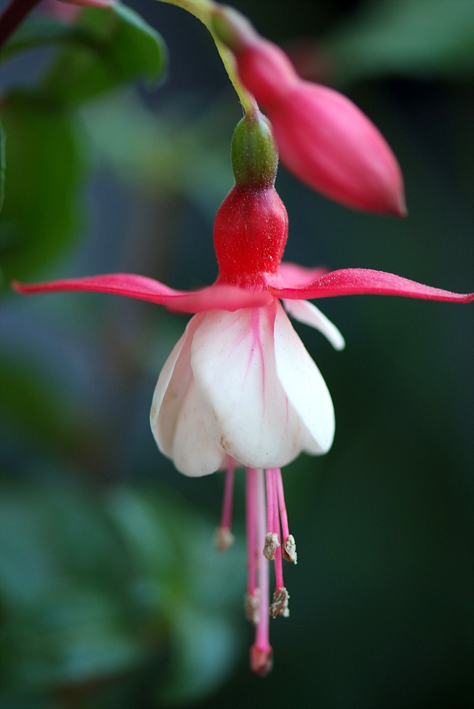 후쿠시아 - Common garden fuchsia, Fuchsia spp.