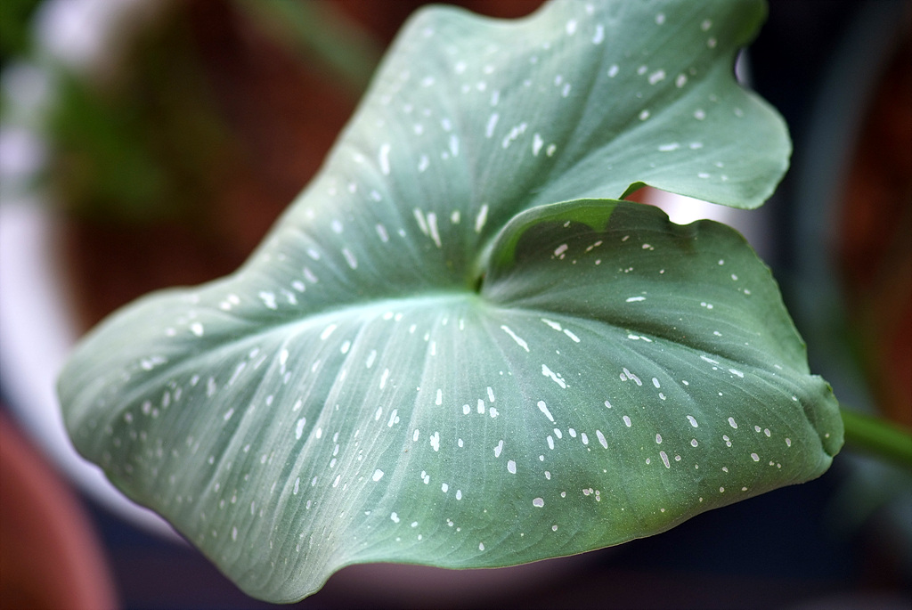 칼라 - calla, Zantedeschia aethiopica