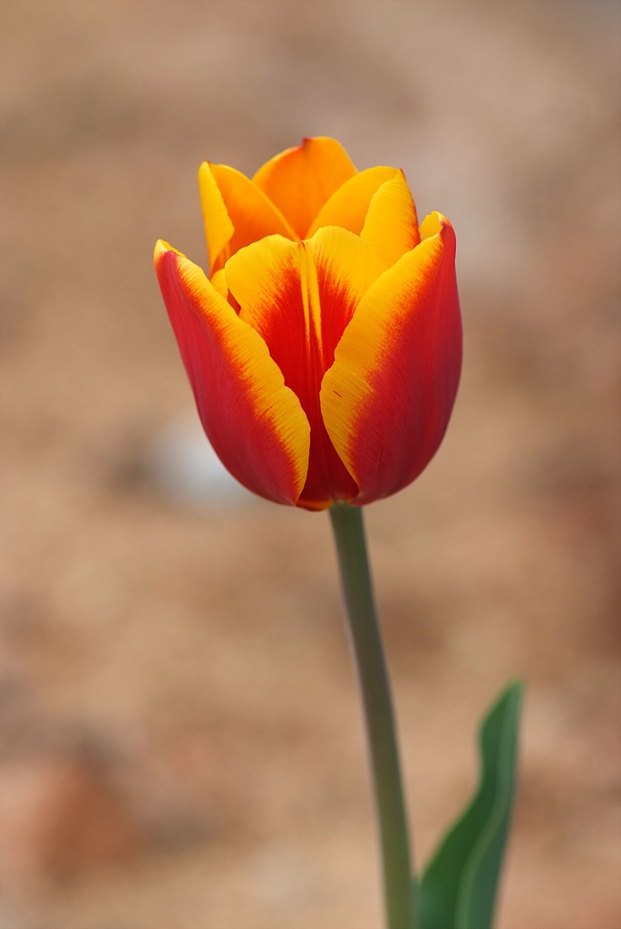 튤립 - Tulip, Tulipa gesneriana