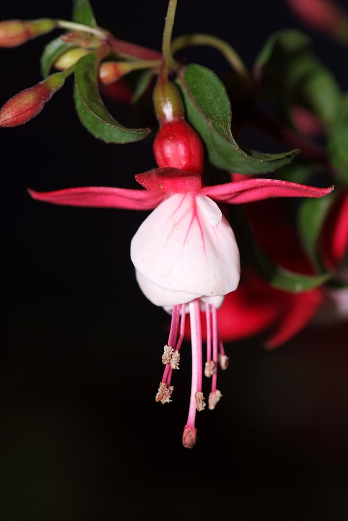 후쿠시아 - Common garden fuchsia, Fuchsia spp.